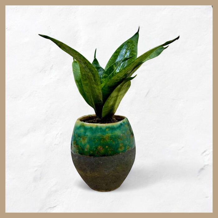 PLANT POT (GREEN)